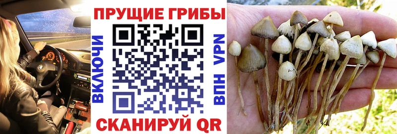 ОМГ ОМГ ссылки Углич Галлюциногенные грибы прущие грибы